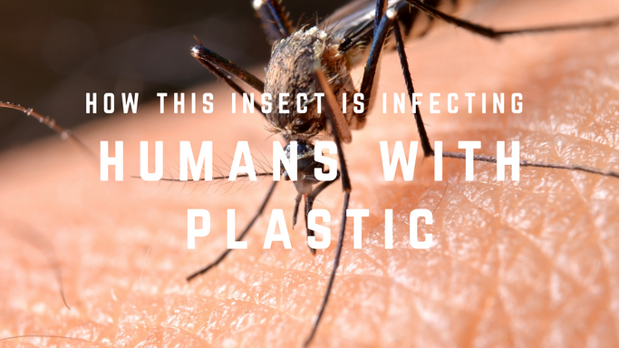 How This Insect is Infecting Humans With Plastic